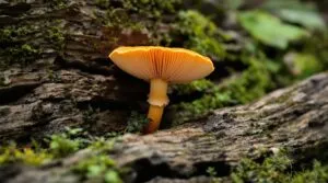 champignon orange sur bois mort