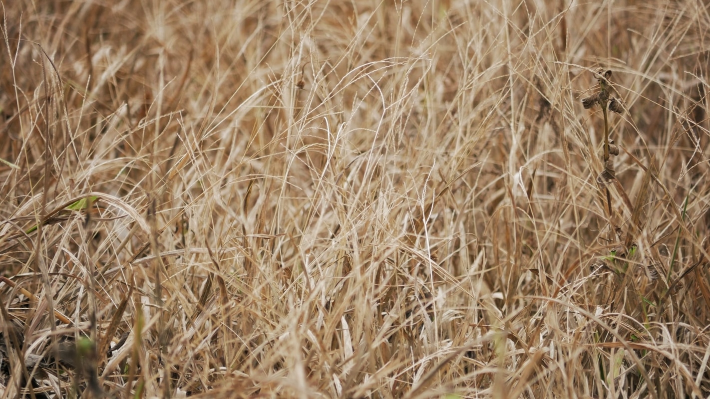 Balle de riz : usages, avantages et inconvénients