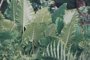 Phytoépuration installation