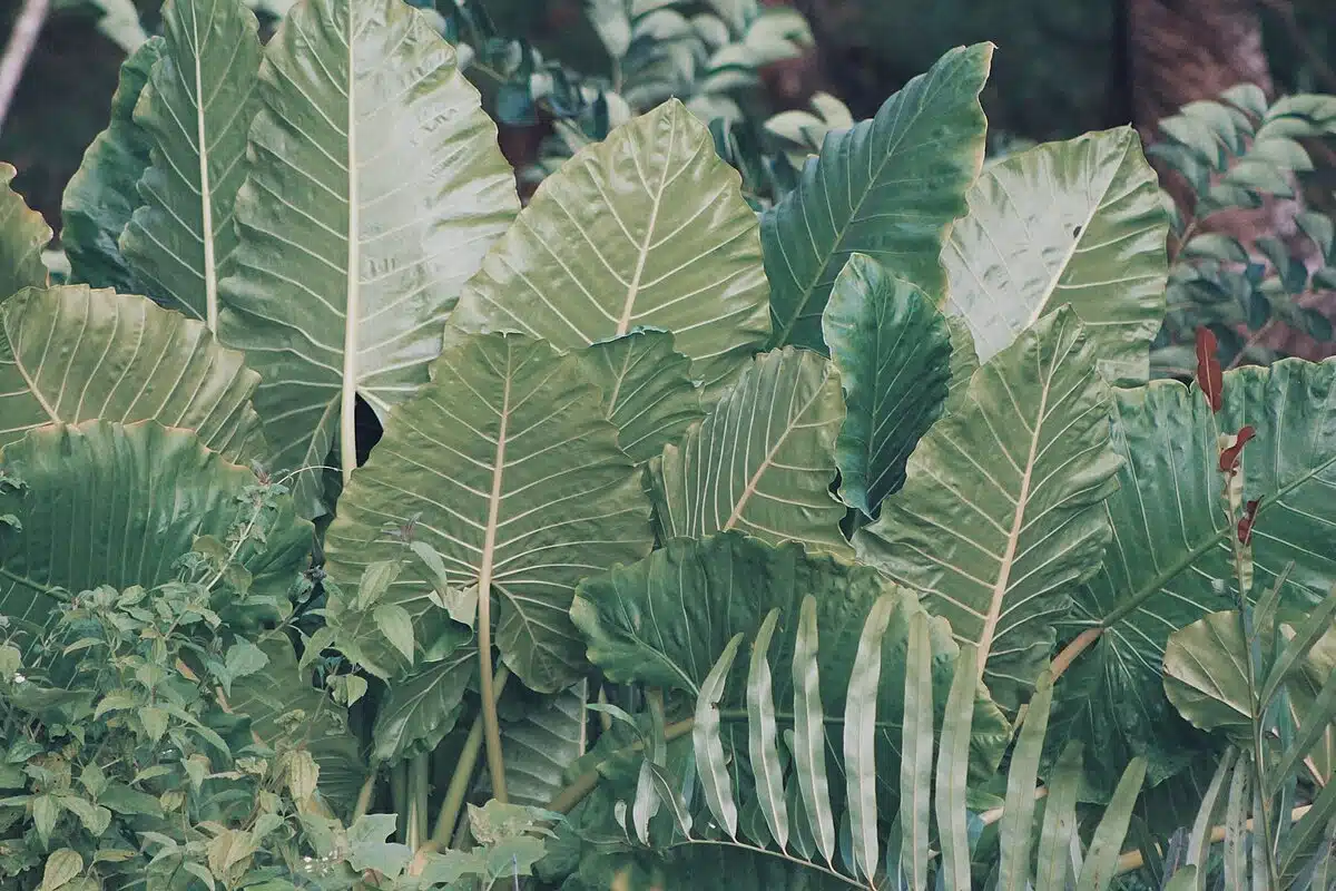 plantes