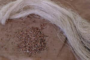 Fibre et graine de lin